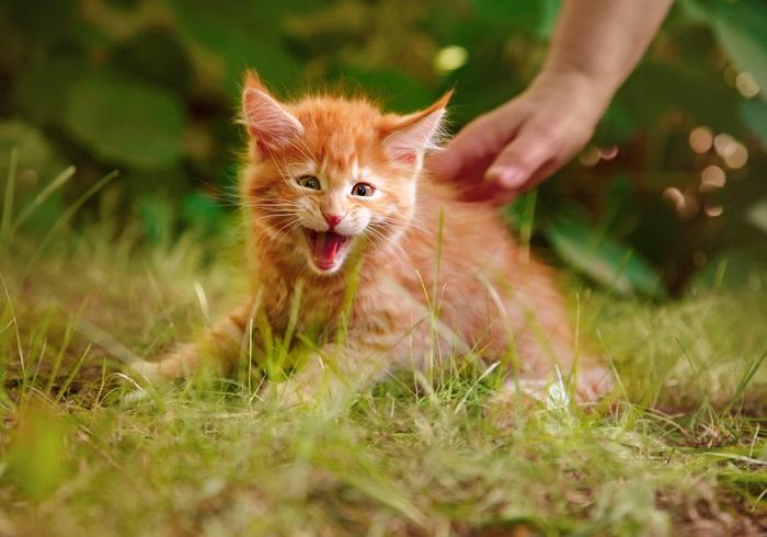 Un adorable chaton affichant une position défensive, la fourrure dressée et sifflante, mettant en valeur sa réponse instinctive à une menace perçue, tout en conservant une touche d'innocence juvénile.