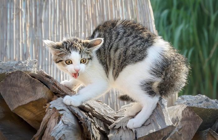 Une image capturant un petit chaton affichant une posture défensive.