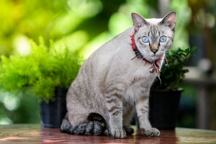 Chat coréen distinctif, reflétant l'unicité culturelle et le charme félin.