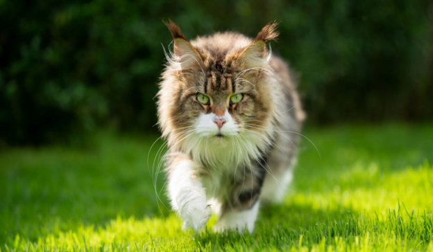 250 meilleurs noms de chats coréens avec signification