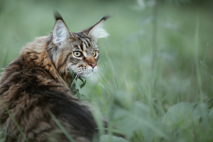 Superbe image d'un majestueux chat Maine Coon, mettant en valeur sa longue fourrure distinctive, ses oreilles touffues et ses traits du visage frappants.