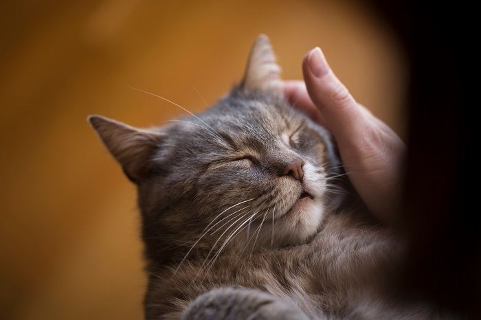 peut-on discipliner un chat avec un vaporisateur