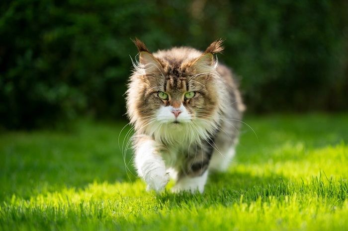 Image d'un chat marchant gracieusement dans une herbe verte luxuriante