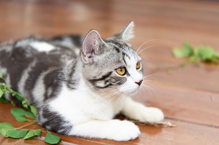 Image majestueuse d'un chat, dégageant une aura de grandeur et d'équilibre