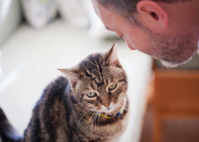 ne frappez jamais un chat par mesure de discipline