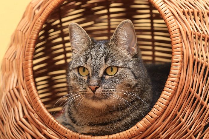 Chat confortablement niché dans un lit pour chat tissé, profitant de sa retraite confortable et élégante