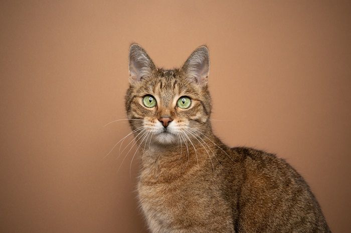 Chat brun aux yeux verts saisissants, illustrant son apparence unique et enchanteresse