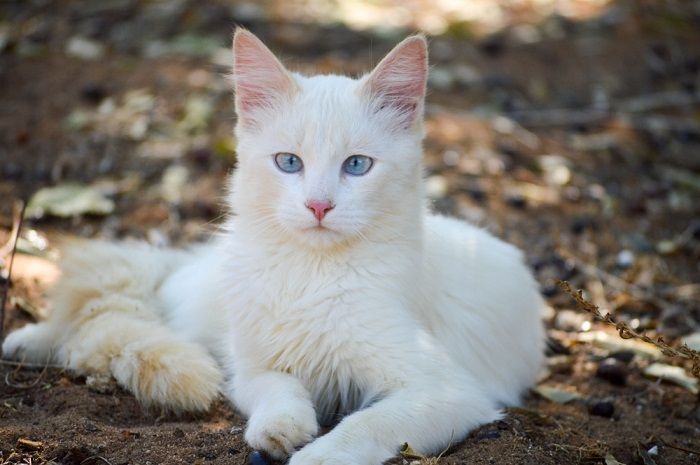 Chat blanc regardant directement la caméra, capturant son expression captivante et curieuse