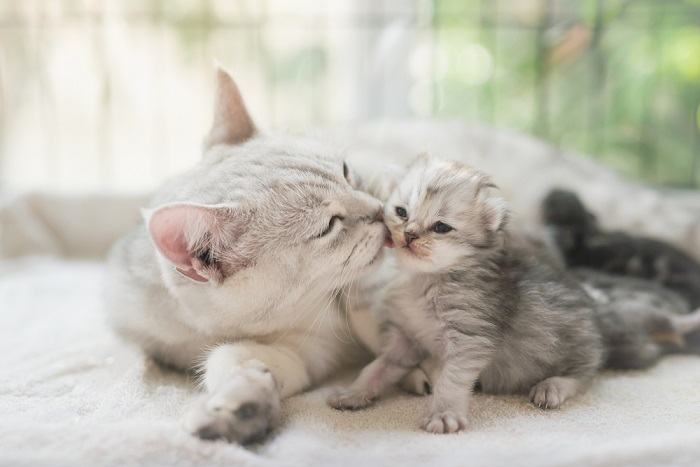 mère chat lèche un chaton