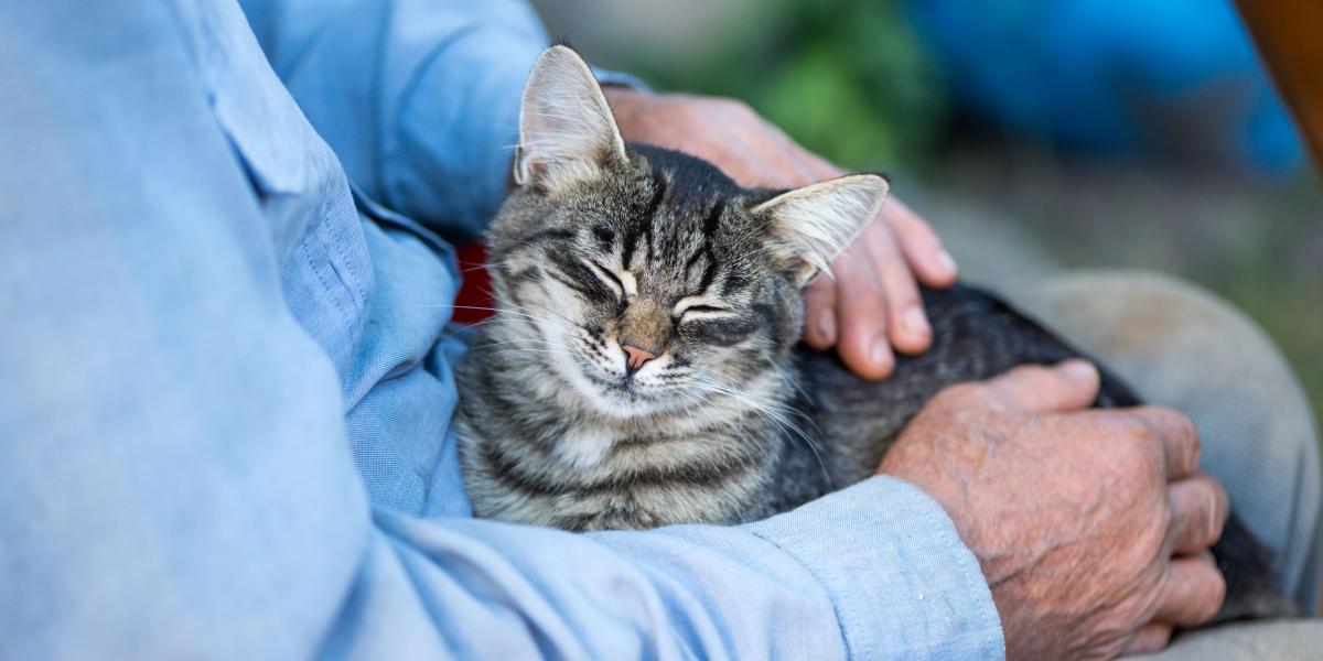 L'image représente une scène réconfortante où un homme âgé interagit tendrement avec un chat âgé.