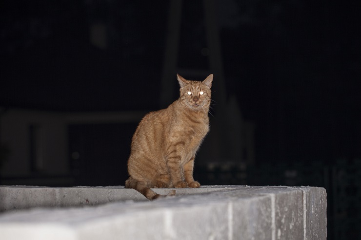 Chat malade qui vocalise sa détresse. L'image représente un chat qui présente des signes de maladie ou d'inconfort et qui vocalise pour exprimer sa détresse.