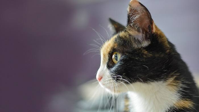 Vue latérale d'un chat, capturant son profil et sa posture distinctifs.