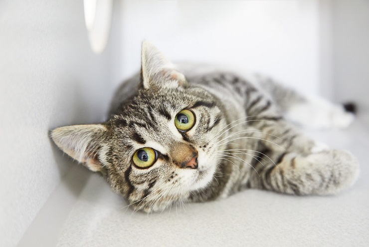 Un beau chat tigré avec des rayures et des motifs distinctifs sur sa fourrure, regardant avec curiosité au loin.