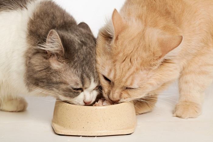 Deux chats partageant un bol de nourriture.