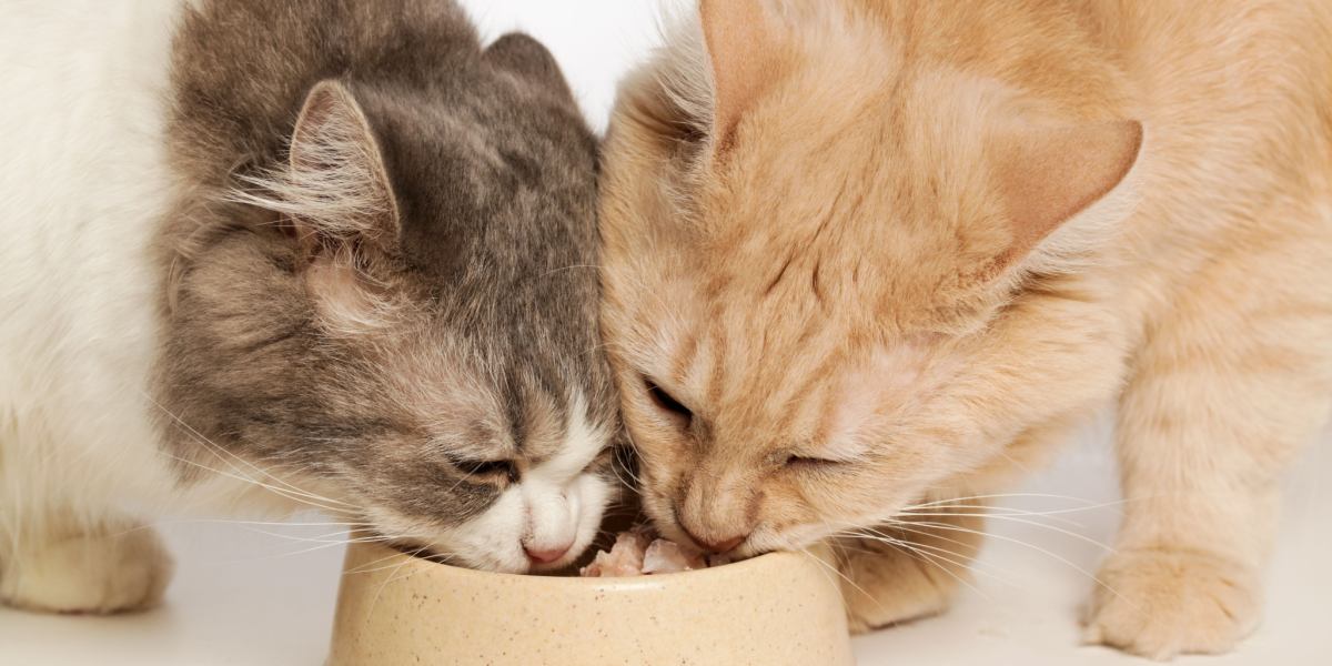 L'image capture un moment harmonieux de deux compagnons félins savourant leur repas ensemble.