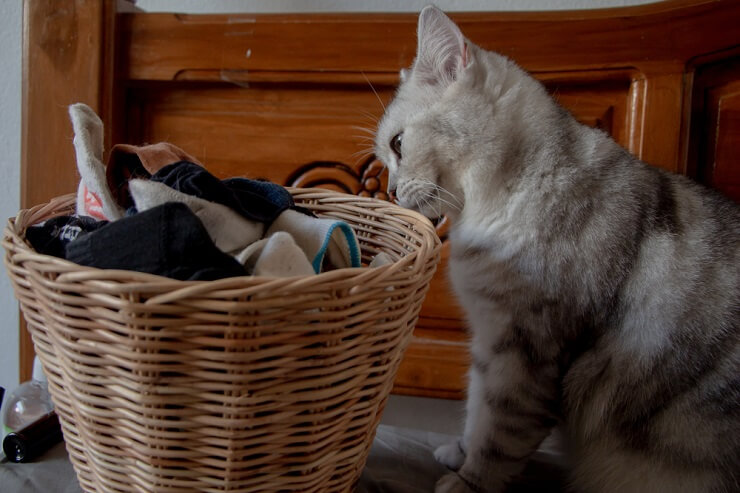 Une image d'un chat sentant des vêtements usagés, affichant peut-être une curiosité féline ou un intérêt pour les odeurs des vêtements.