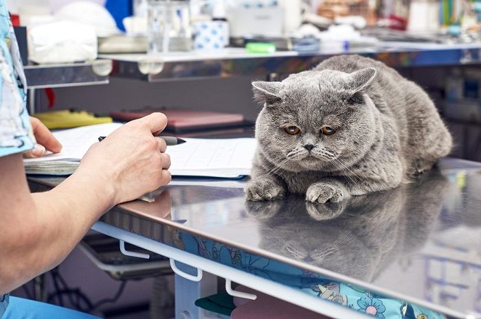 Vétérinaire effectuant un examen approfondi d'un chat malade, examinant soigneusement son état avec un stéthoscope, faisant preuve de professionnalisme et de soin.