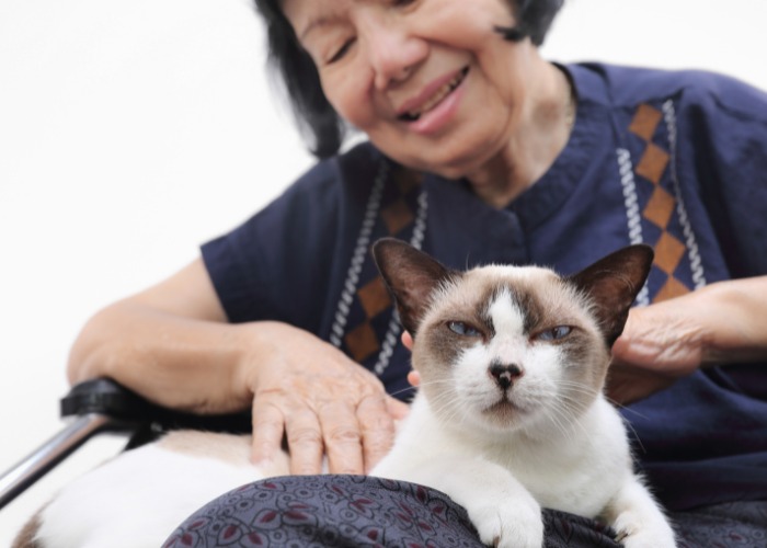 Image représentant une femme assise avec un chat sur ses genoux et engageant une conversation.