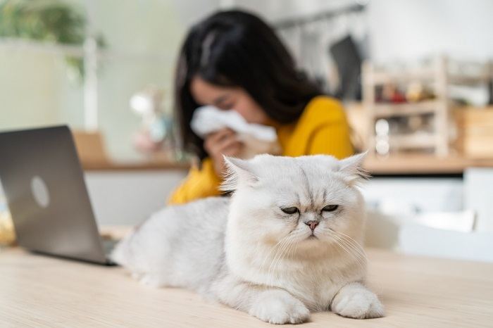 L’image suggère un scénario impliquant une femme qui pourrait ressentir des symptômes dus à son allergie aux chats, soulignant les défis auxquels sont confrontées les personnes allergiques.