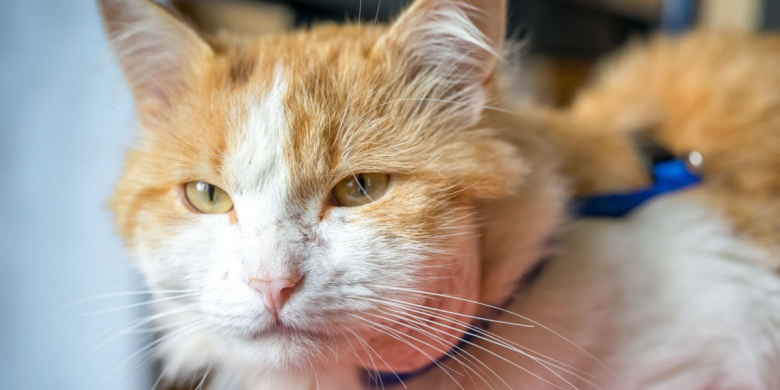 abces chez le chat que faire