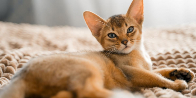 100 noms populaires de chats abyssins