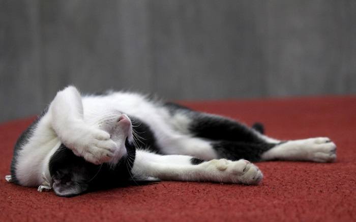 Chat noir et blanc allongé sur le sol