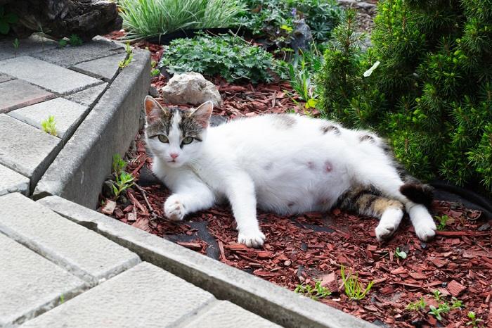 Une image représentant une chatte enceinte dormant paisiblement sur le sol.