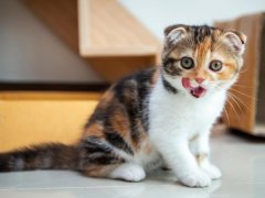 Playful Scottish Fold cats having fun in a house.