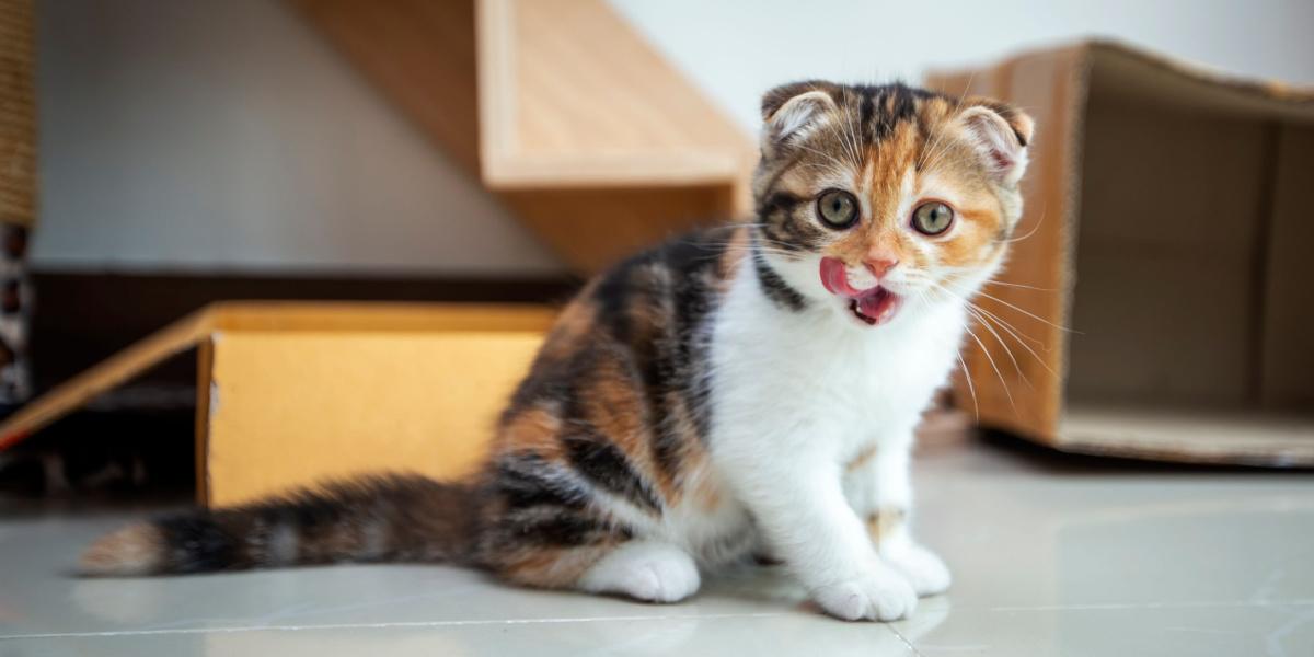 Des chats Scottish Fold joueurs s'amusent dans une maison.