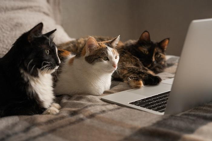 Adorable image de trois chats regardant avec curiosité l’écran d’un ordinateur portable, capturant leur intrigue collective et leur engagement avec le monde numérique.