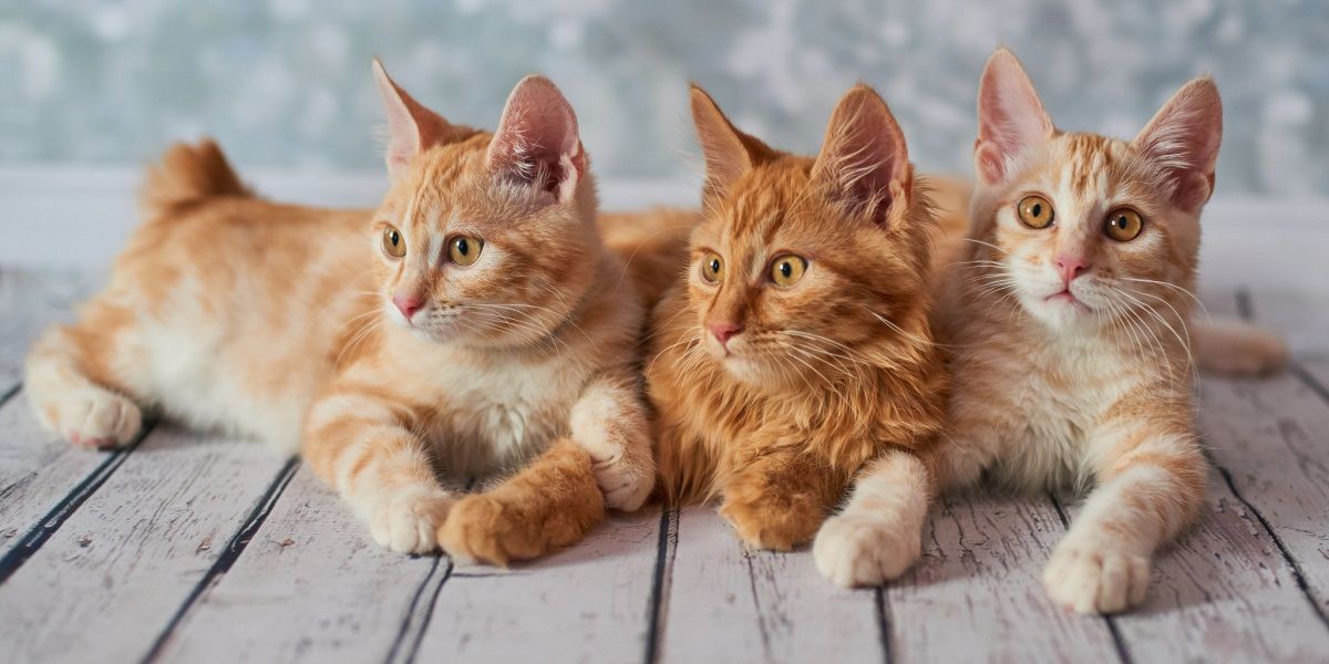 trois chats Bobtail Américains