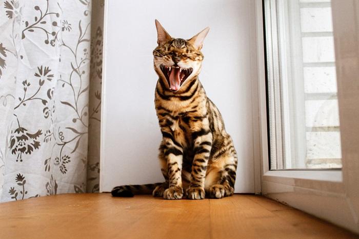 Une image saisissante d'un chat du Bengal capturé au milieu d'un bâillement, affichant ses marques distinctives et sa posture gracieuse, ajoutant à l'attrait de cette race féline élégante et captivante dans un moment de comportement naturel.