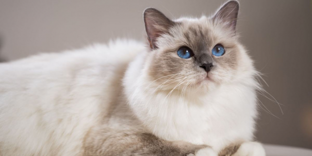 Les 100 meilleurs noms de chats Birmans