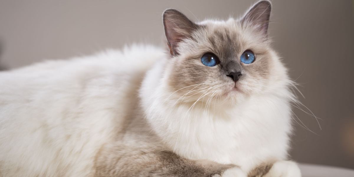 Chat Birman