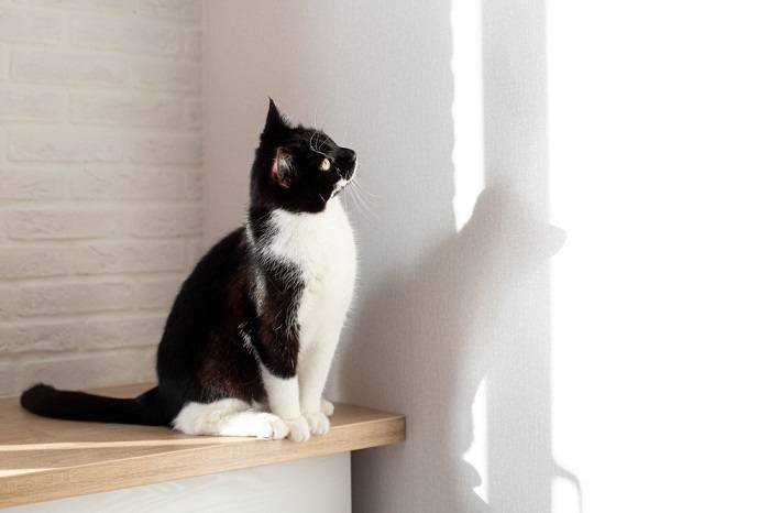 Un chat noir et blanc regardant attentivement un mur ou un objet.