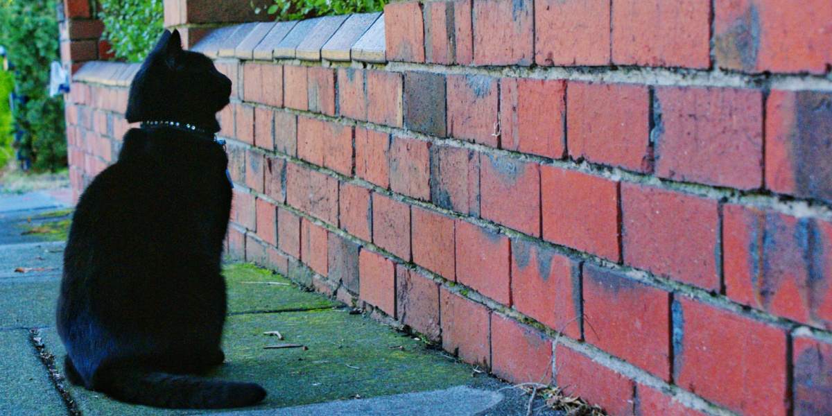 Une image intrigante d'un chat noir fixant intensément un mur, affichant une expression concentrée et contemplative, invitant à la curiosité quant à la source de son attention.