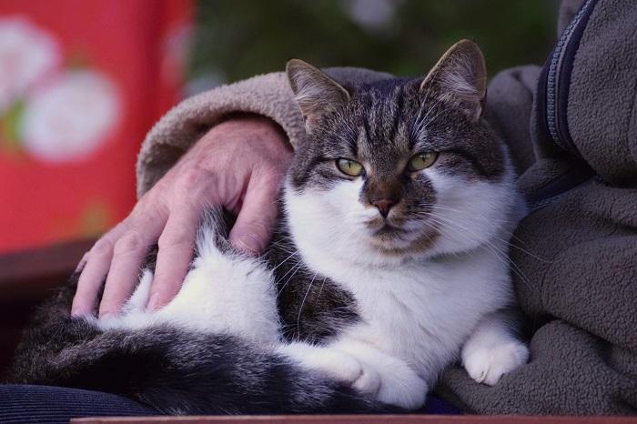 Un chat noir et blanc assis tranquillement sur les genoux de son propriétaire.