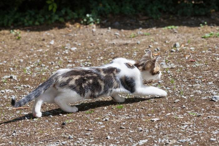 Une image représentant un chat en position accroupie près du sol.