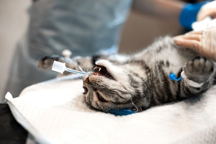 Un chat recevant des anesthésiques par inhalation, peut-être dans le cadre d'une intervention médicale ou d'un traitement contre une maladie.