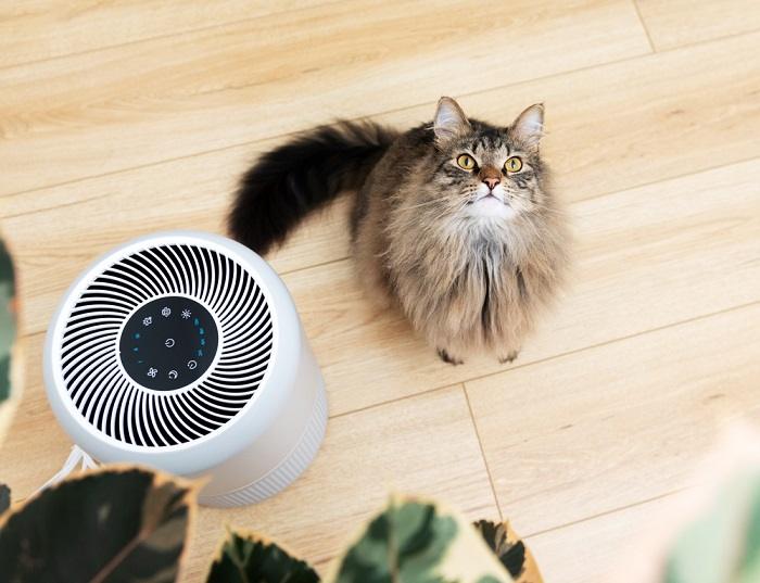 chat et purificateur d'air