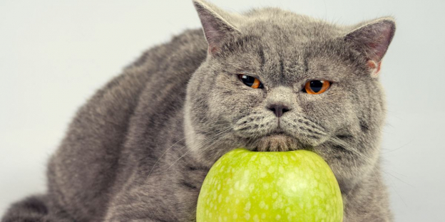 250 des noms de nourriture les plus mignons pour les chats qui aiment grignoter