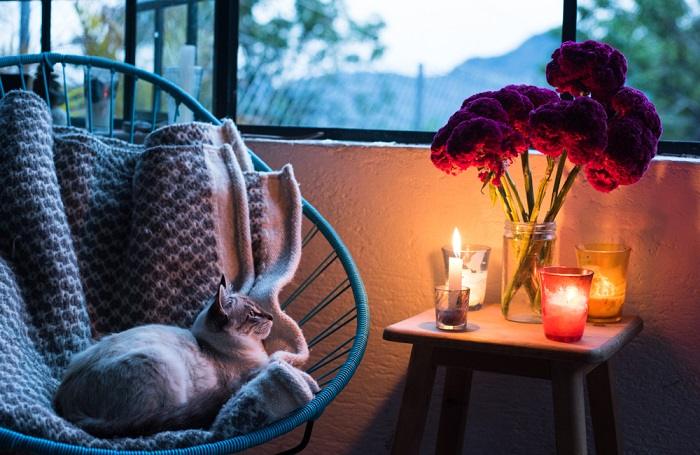 chat regardant la bougie allumée