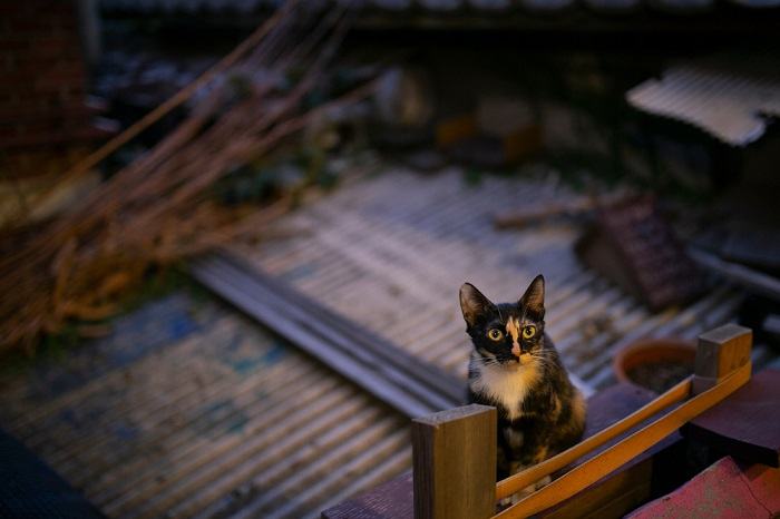 Chat dehors la nuit