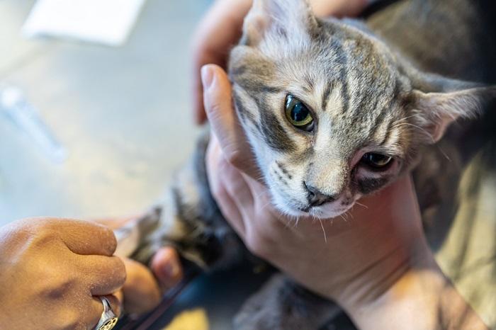 Chat subissant un test sanguin.