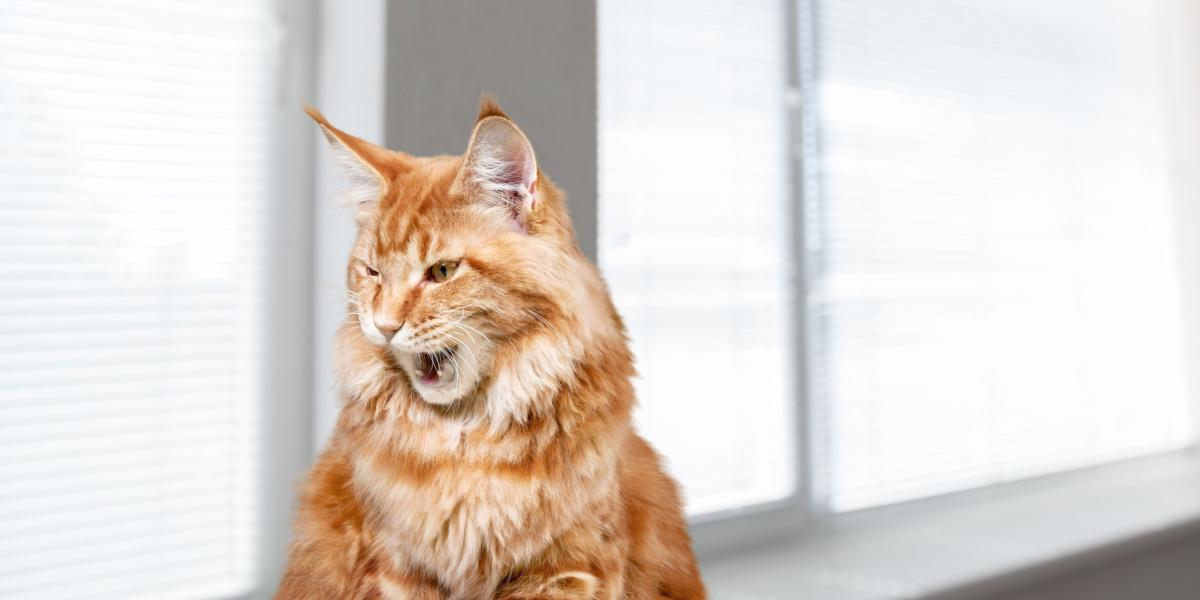 Un chat noir et blanc curieux perché près de la fenêtre, regardant dehors avec une attention soutenue, comme s'il était engagé dans une conversation captivante avec le monde extérieur.