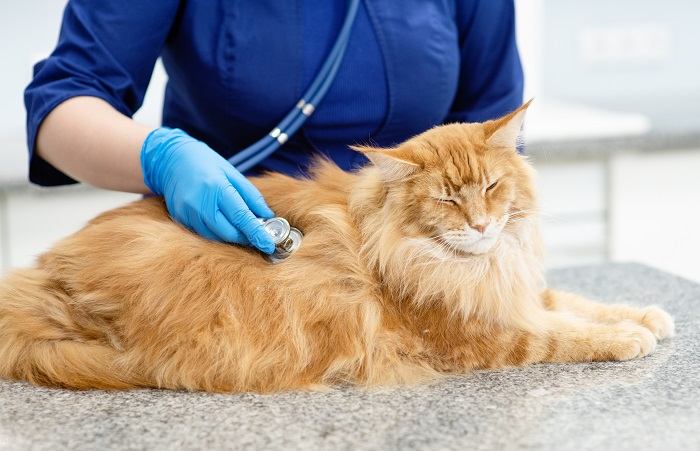 Vétérinaire examinant un chat