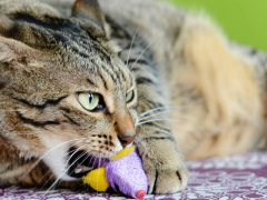 Cat chewing on plastic.