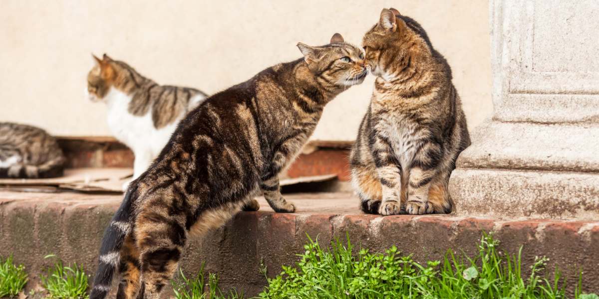 Deux chats engagés dans la communication et l'interaction, démontrant un comportement social félin.