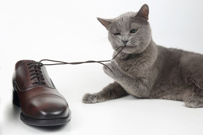 Chat mordant un lacet de chaussure