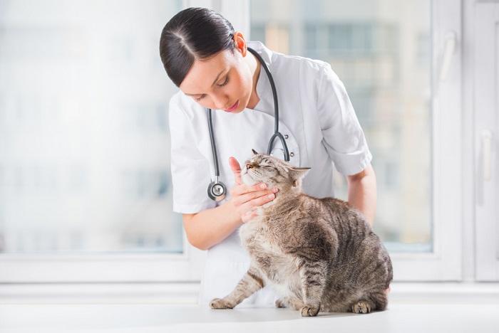 Image illustrant une visite de suivi chez un vétérinaire pour un chat.